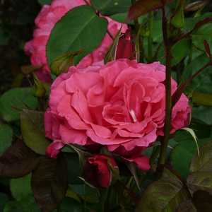 Srednjeg intenziteta miris ruže - Ruža - Mullard Jubilee™ - Narudžba ruža